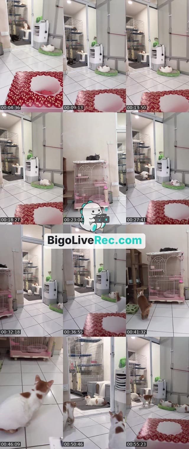 Bigo live: Game start🤪💖🎮 by @ak47_spicy
