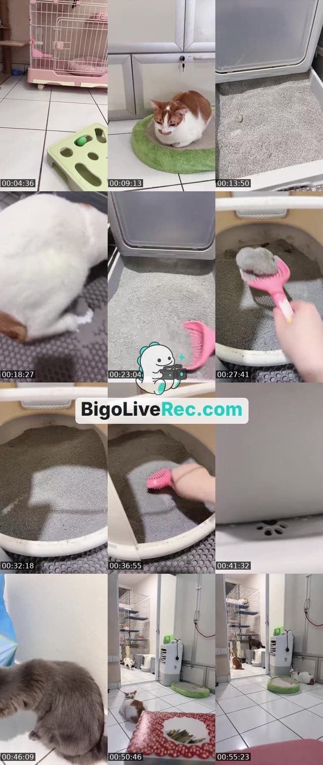 Bigo live: 猫奴的日常🤪💖 by @ak47_spicy