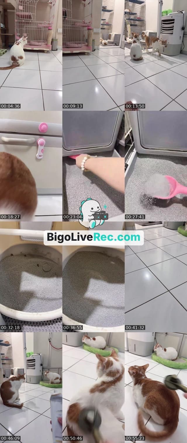 Bigo live: 猫奴的日常🤪💖 by @ak47_spicy