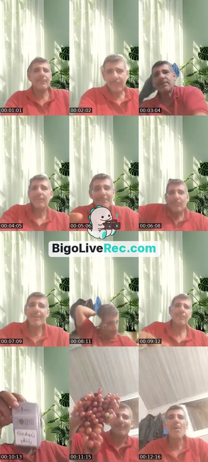 الصقر