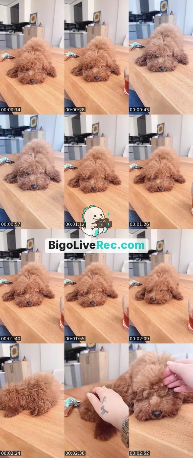 Bigo live: #Cutey 🐆 by @liyelsam