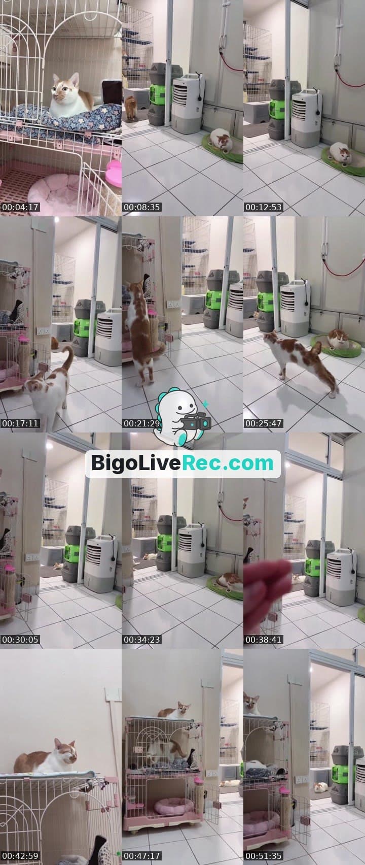 小卡车来了🤪💖🐱