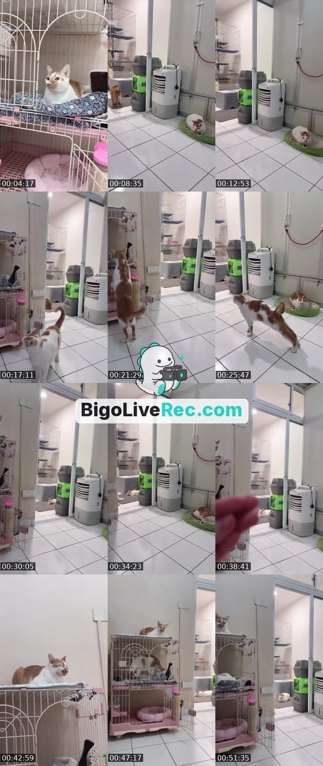 Bigo live: 小卡车来了🤪💖🐱 by @ak47_spicy